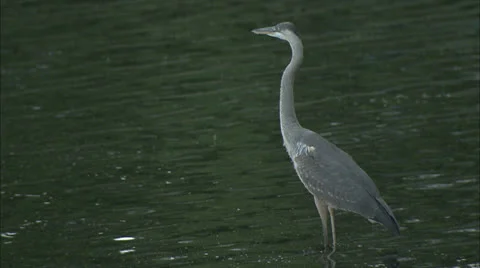 Heron Bird Video stock 22635125