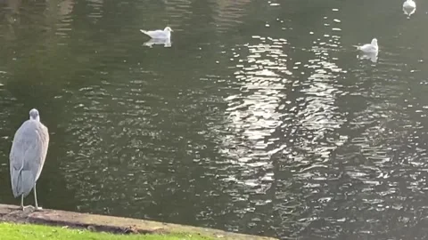 A Heron bird Stock Footage 143704863