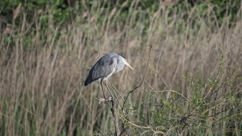 A heron bird. Stock Footage 146785553