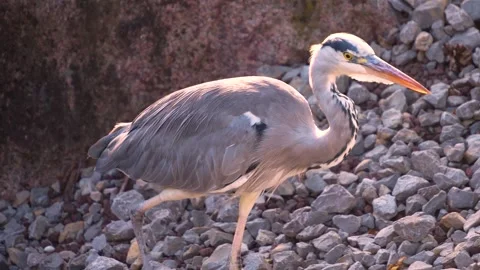 A Heron bird  Stock Footage 266675868