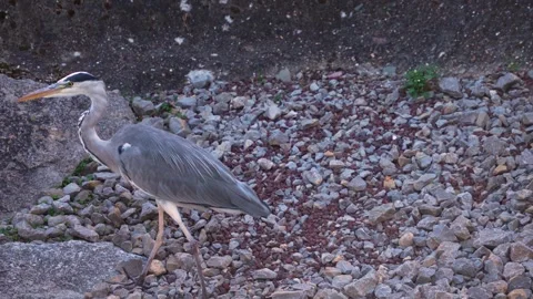 A heron bird Stock Footage 266853316