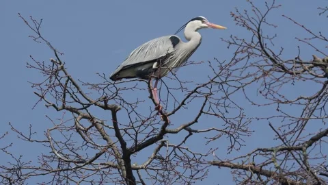 A heron bird  Stock-Footage 270470184
