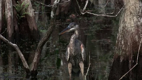 A Heron Bird in the Forest in Everglades. Video stock 71349793