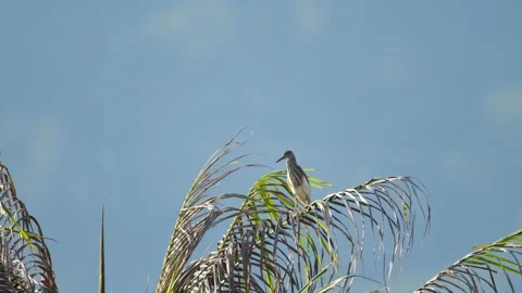 Heron bird on a palm tree Stock Footage 170788080