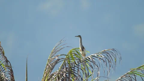 Heron bird on a palm tree Video stock 171257137