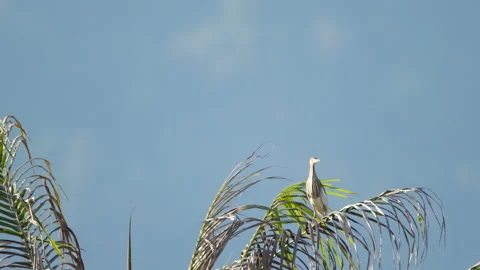 Heron bird on a palm tree Stock Footage 171632808
