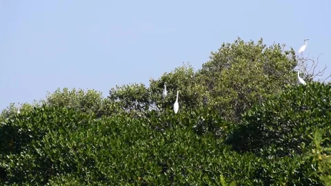 Heron bird paradise Stock Footage 258457119