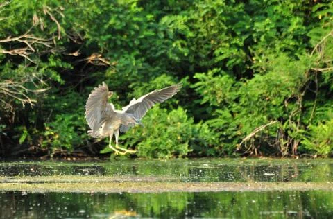 Heron bird Stock Photos