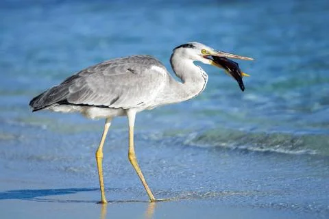 Heron bird Stock Photos