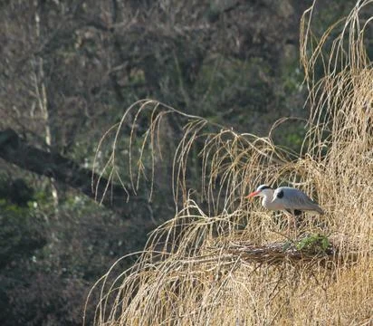 Heron Bird. Stock Photos
