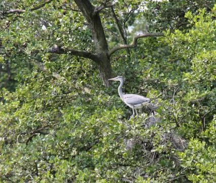 Heron Bird. Stock Photos