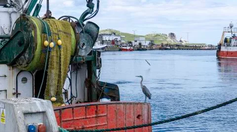 A Heron Bird. Stock Photos