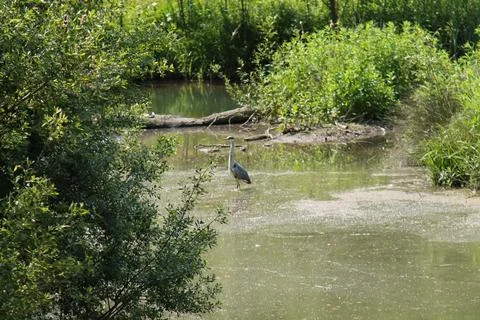 Heron Bird. Stock Photos