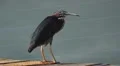 Heron Bird With Red Spot And Yellow Legs On Peir By Water- Flys Away HD HD Footage