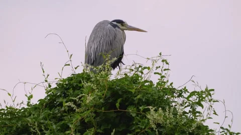 A heron bird is relaxing Stock Footage 251759083