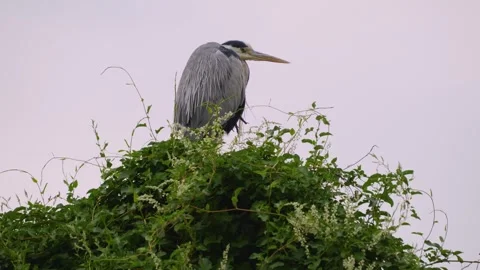 A heron bird is resting  Stock Footage 251740885