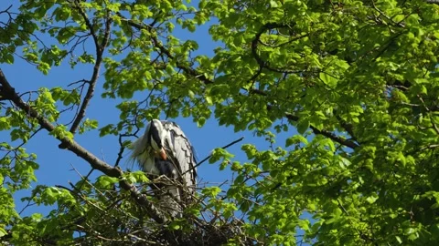 A heron bird is resting  Stock Footage 273745029