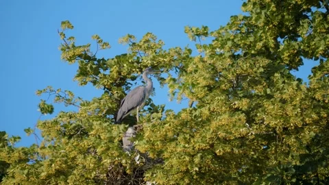  Heron bird resting on top of a tree Stock Footage 249828282