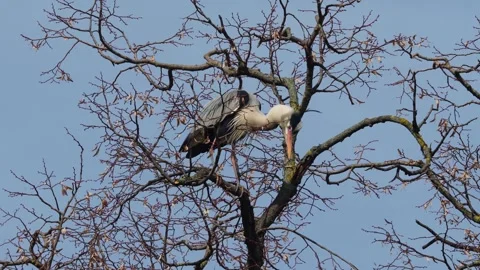A Heron bird sitting on top of a tree  Stock Footage 270477986
