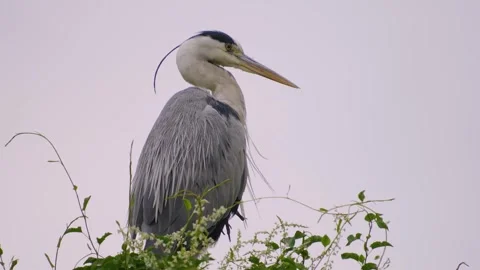 Heron bird sitting on a tree Stock Footage 251748628