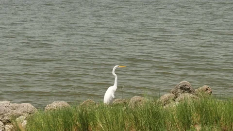 Heron bird sitting by the waterside. Stock Footage 162310202