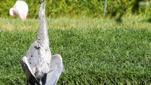 A Heron bird standing on a meadow Stock Footage 244340405