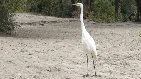 Heron bird stands on the sand 動画素材 233029847