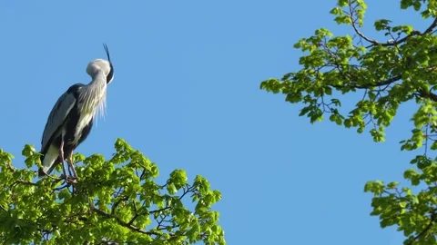 A heron bird in tree top Stock Footage 272542214