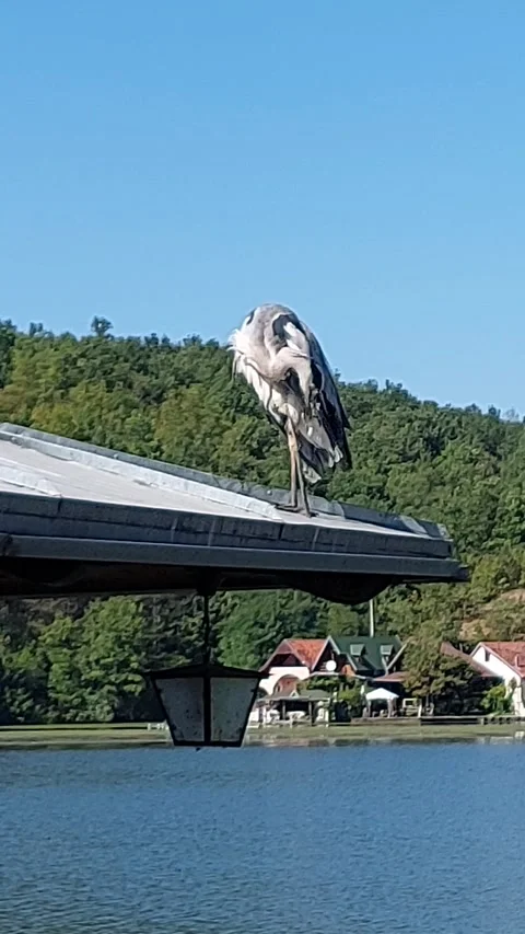 Heron Bird Video Video stock 250088627