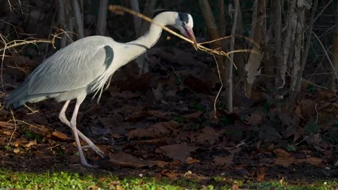 A heron bird is walking Stock Footage 263848228