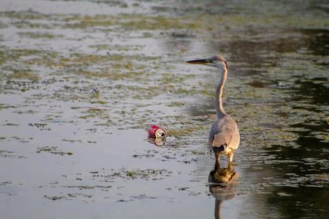 Heron birds are walking to have a good meal Stock Photos