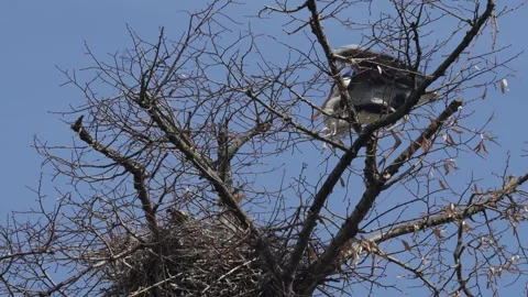 Heron birds fighting Stock Footage 270470034
