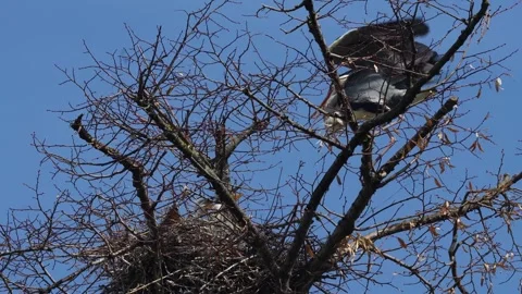 A Heron birds on top of a tree  Stock Footage 270477806