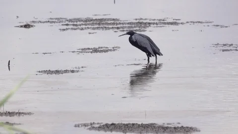 Heron, black heron looking for fish, Africa Stock Footage 84488716