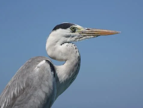 The Heron on the blue sky background Foto stock