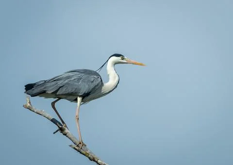 Heron on the branch Stock-Fotos