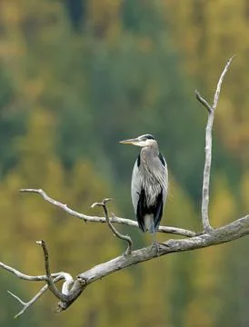 Heron on branch. Stock Photos