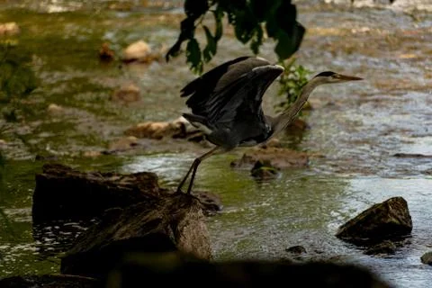 A Heron Breaking in to flight Stock Photos