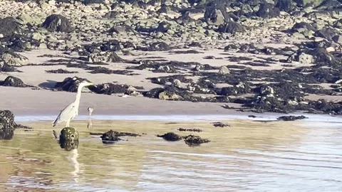 Heron at the breakwater Stock Footage 272908030