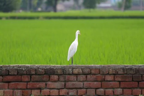 A Heron on a brick wall with Paddy fields behind - Evolution concept. Foto stock