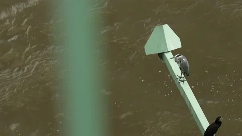 A heron on a bridge over a river Stock Footage 166654210