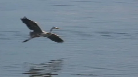 Heron came in Stock Footage 7615799