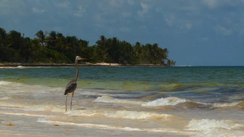 Heron at Caribbean Stock Footage 94712585