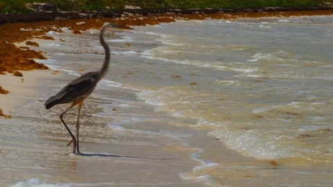 Heron at Caribbean Stock Footage 94712617