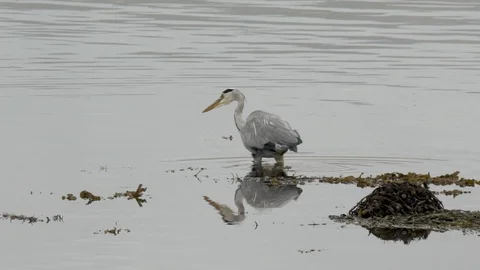 HERON CATCH FISH 100 IS HD Stock Footage 90616802
