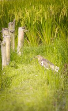 Heron with a Catch Stock Photos