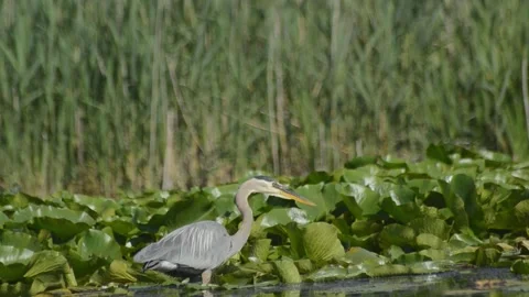 Heron Catches A Fish Видео 135099389