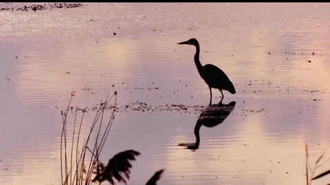 A heron catches a fish Stock Footage 342736497