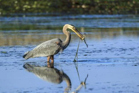 Heron catches a fish. Stock Photos