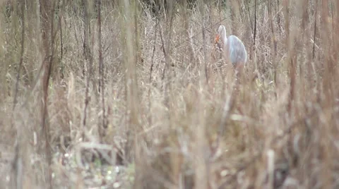 Heron catching and shaking a frog Stock Footage 41582074
